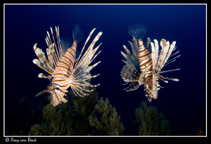 Mirrored lionfish by Dray Van Beeck 